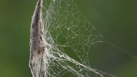 Spider-web-in-forest-area-