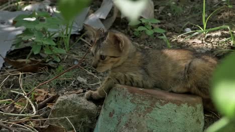 Un-Gato-De-Barrio-Juvenil-Descansando-A-La-Sombra
