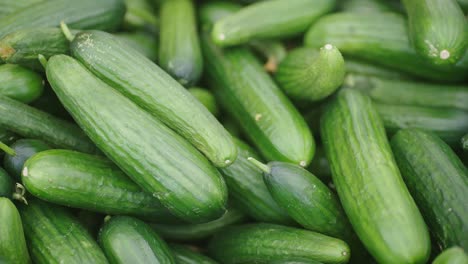 Bunch-Of-Small-Fresh-Organic-Cucumbers-Stacked-On-Top-Of-Each-Other
