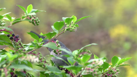 A-catbird-eating-berries-from-a-small-bush-in-the-autumn-season