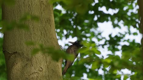 black-woodpecker--in-green-summer-forest.-slowmotion