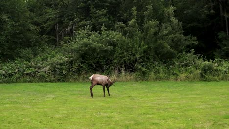 Wildlife-Moose,-Elk-Walking-On-Meadow-Grassland-With-Forest-In-Background---drone-sideways