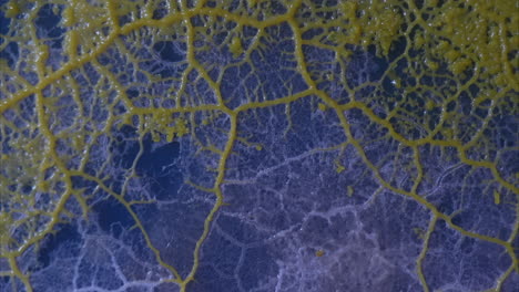 Several-growth-waves-of-the-slime-mold-Physarum-polycephalum-grow-in-time-lapse