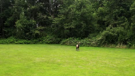 View-Of-Bull-Elk-Standing-On-Green-Field-With-Lush-Vegetation---drone-shot