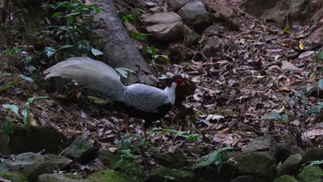 Silver-Pheasant,-Lophura-nycthemera,-Thailand