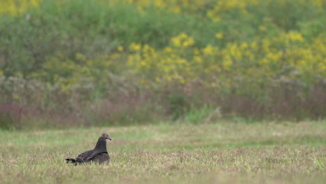 Turkey-Buzzards-or-Turkey-Vultures-in-a-grass-field-in-the-autumn-season-at-the-Middle-Creek-Wildlife-Management-Area