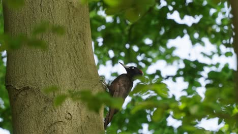 Black-Woodpecker-or-Dryocopus-Martius-jumping-forwards-in-a-tree-trunk