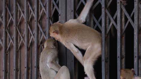 Macaco-De-Cola-Larga,-Macaca-Fascicularis,-Lop-Buri,-Tailandia