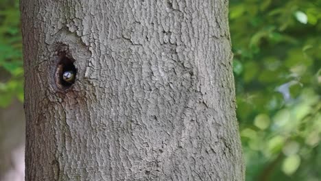 Eurasian-Nuthatch-Coming-Out-Of-Nest-Tree-Hole-And-Flying-Away