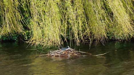Eurasischer-Blässhuhnvogel,-Der-Auf-Nest-Im-Fluss-Ruht