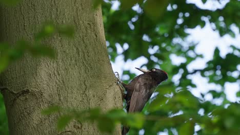 Woodpecker-Perching-On-A-Tree-Trunk-In-The-Forest---low-angle-shot