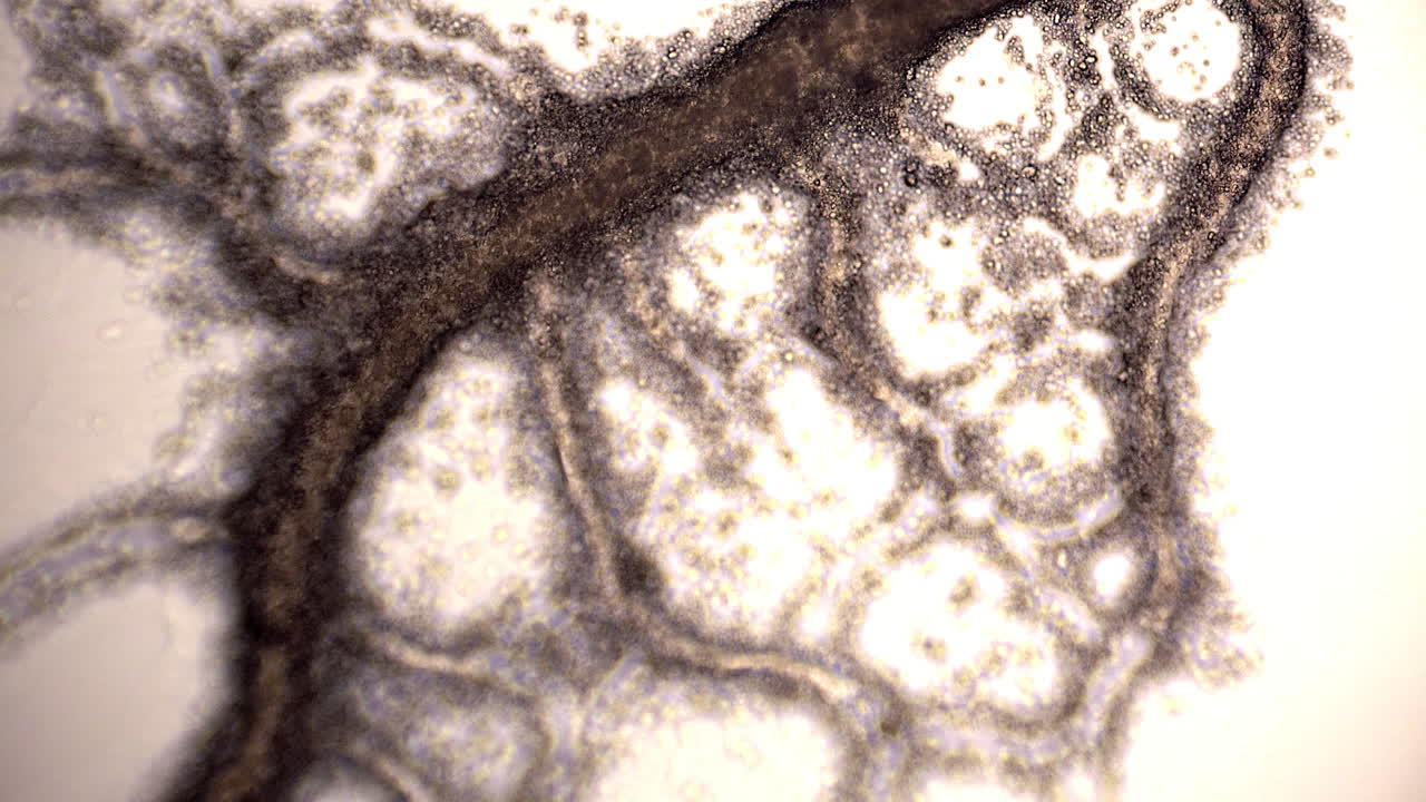physarum polycephalum microscope