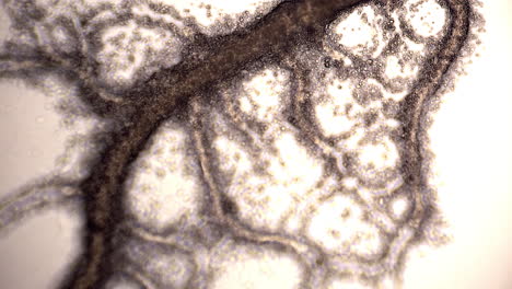 Mikroskopische-Ansicht-Des-Schleimpilzes-Physarum-Polycephalum,-Die-Zeigt,-Dass-Sich-Die-Zytoplasmatische-Strömung-Zweimal-Umkehrt
