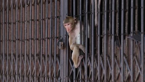 Macaco-De-Cola-Larga,-Macaca-Fascicularis,-Lop-Buri,-Tailandia