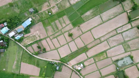 Aerial-view-of-scenery-green-rice-fields-nature-and-village