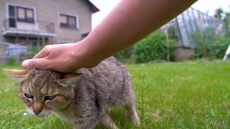 Male-hand-playing-with-cute-tabby-cat-in-rural-garden