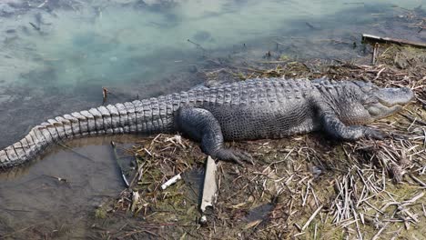 Fauler-Amerikanischer-Alligator,-Der-Sich-An-Einer-Trockenen-Stelle-Eines-Sumpfes-Entlang-Der-Golf-intercoastal-wasserstraße-Im-Südlichen-Texas-Sonnt---Seitenansicht