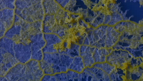 A-quivering-gelatinous-slime-mold-grows-across-a-vivid-blue-background