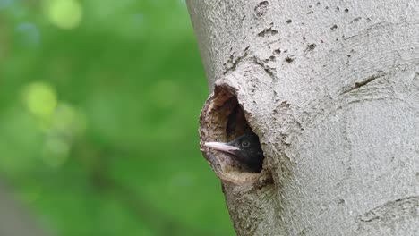 young-black-woodpecker-inside-the-nest-in-the-trunk-observes-the-surrounding-environment-in-forest