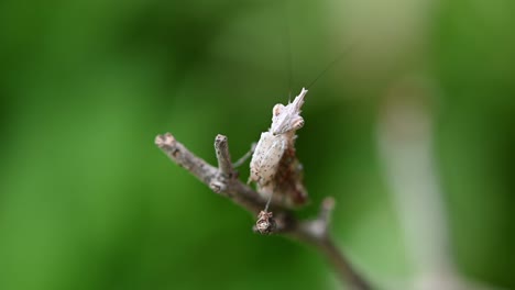 Seen-on-the-tip-most-of-the-twig-looking-at-the-camera-while-vibrating-its-antennae,-Praying-Mantis,-Ceratomantis-saussurii