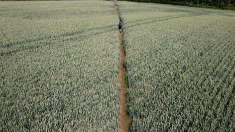 A-man-walking-through-a-field-of-Wheat-crop-along-a-public-footpath-on-a-farm-in-the-Worcestershire-countryside,-England