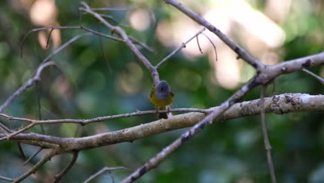 Grey-headed-Canary-flycatcher,-Culicicapa-ceylonensis,-flying-towards-the-camera-from-one-branch-to-another-as-it-stops-on-a-branch-while-observing-its-surroundings