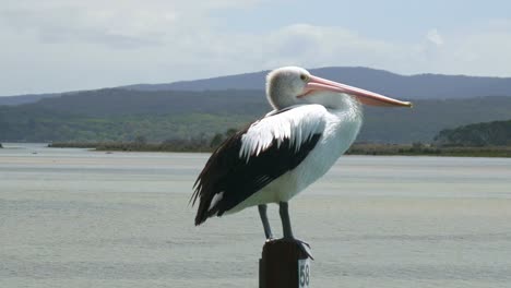 A-pelican-on-a-post-at-Mallacoota,-Victoria,-Australia
