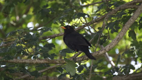 Blackbird-in-a-tree-on-a-spring-evening-in-an-English-garden