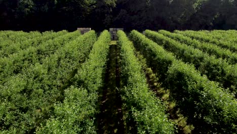 Very-low-flying-4K-drone-footage-of-small-green-trees-in-an-apple-orchard