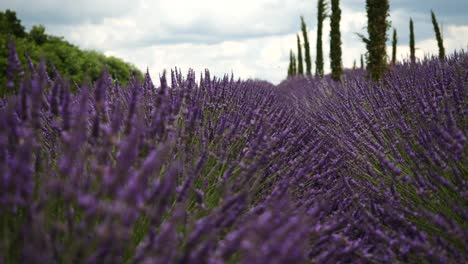 Lavendelfeld-Voller-Fliegender-Bienen-Und-Hummeln