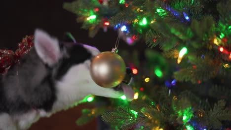Cachorro-Husky-Juega-Con-El-Adorno-Del-árbol-De-Navidad-Colgando-Del-árbol
