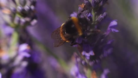 Slowmotion-shot-of-bumblebee-working-on-lavender-flower