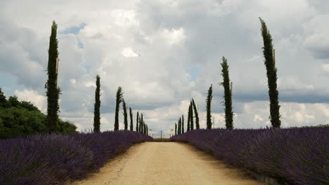 Static-Shot-Of-Country-Road-Between-Lavender-Fields