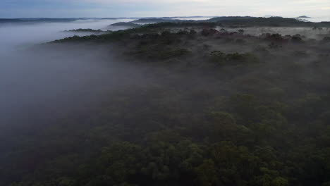 Aerial:-Tilt-up-over-a-forest-blanketed-in-fog-during-the-early-morning-in-Australia