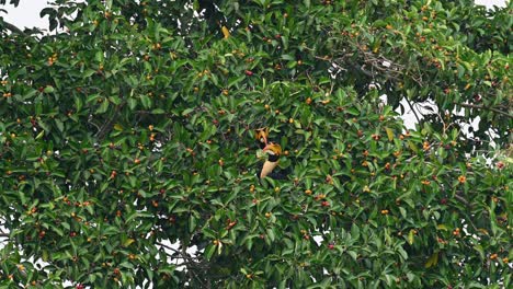 Two-Great-Hornbills,-Buceros-bicornis