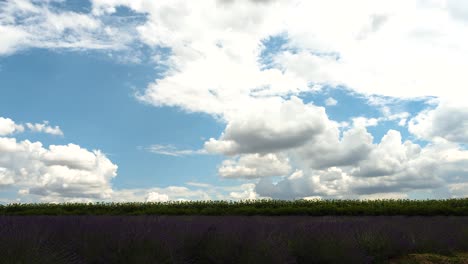 Zeitraffer-Von-Lavendelfeld-Und-Schönen-Wolken