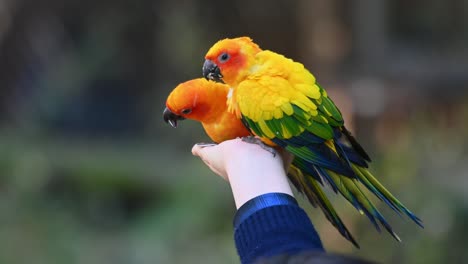 Three-Sun-Conure-parakeets-resting-and-feeding-on-a-person's-hand