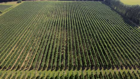 4K-drone-footage-flying-high-over-an-apple-orchard-in-Chartham,-Kent