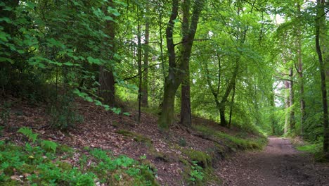 4K-trail-in-the-middle-of-the-Horner-woods-in-the-national-park-somerset,-walk-path-in-the-middle-of-green-trees