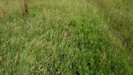Over-grown-grass-with-yellow-flowers