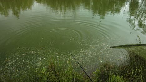 Carp-Fish-in-Green-Merky-Pond-Being-Caught-by-Fisherman-with-Net-at-Woodlake's-Park,-Norwich