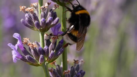 Slowmotion-shot-of-bumblebee-on-lavender-flower