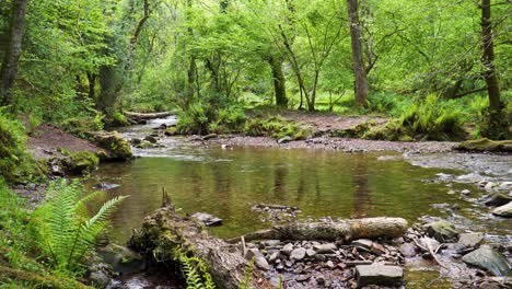 4K-view-of-some-fresh-water-flowing-down-the-Horner-river-in-the-Horner-woods-in-the-middle-of-the-national-park-of-exmoor,-30ffs