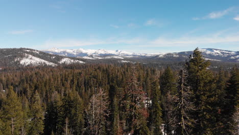 Aerial-Shot-Of-Pine-Forest-With-Snow-Capped-Mountains-In-Background