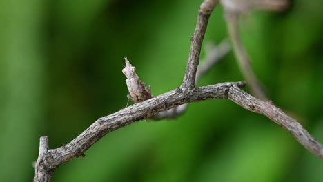 Ceratomantis-saussurii,-Praying-Mantis