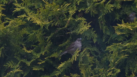 Birds-in-tree-in-a-garden-in-England,-sparrows