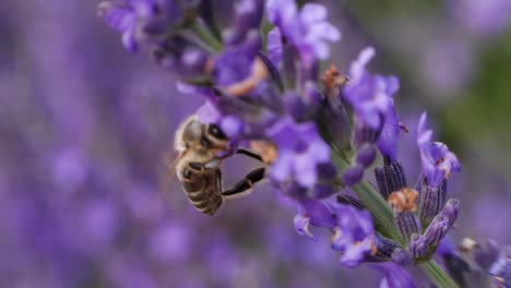 Slowmotion-shot-of-bee-on-lavender-flower-at-the-field