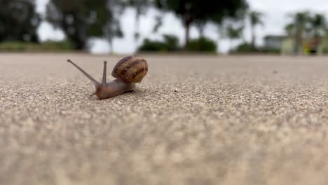 Small-brown-garden-snail-crawls-precariously-across-concrete-towards-camera-leaving-behind-a-trail-of-slime