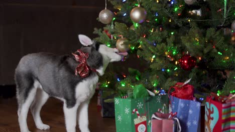 Welpe-Des-Sibirischen-Huskys-Leckt-Weihnachtsverzierung,-Die-Vom-Baum-Hängt