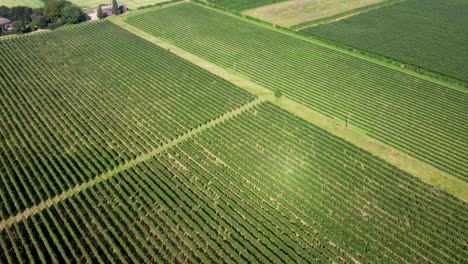 Grüne-4K-Aufnahmen-Von-Einer-Drohne,-Die-über-Apfelplantagen-In-Der-Landschaft-Von-Kent,-Großbritannien,-Fliegt